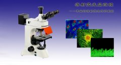 WMF-3530高品质透反射荧光显微镜